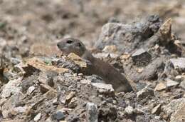 صورة Spermophilus dauricus Brandt 1843