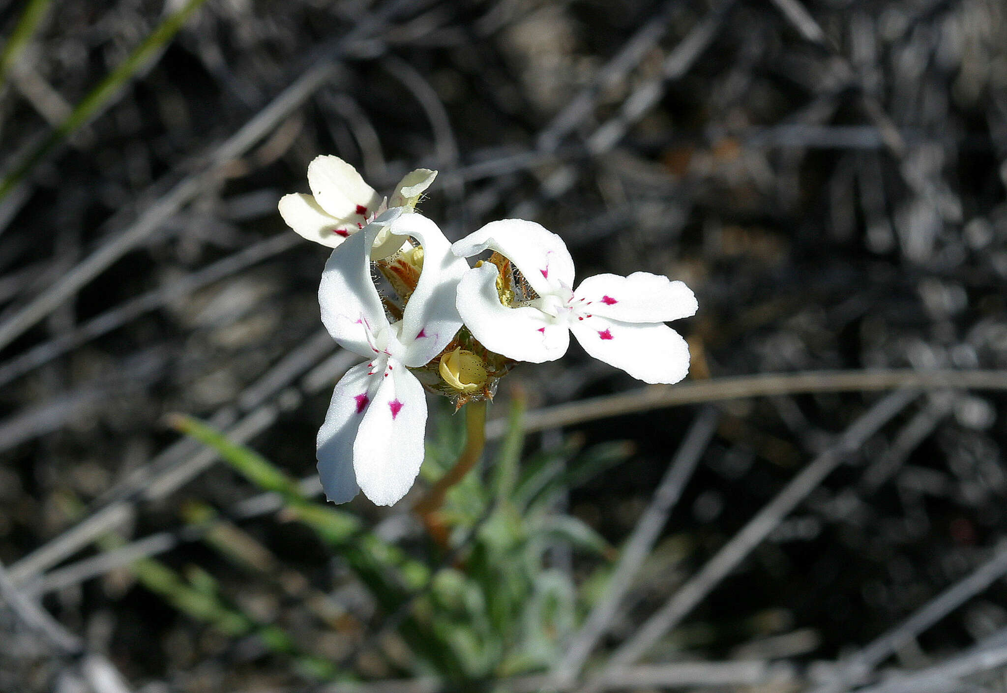 Image of Stylidium crossocephalum F. Müll.