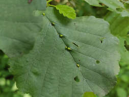 Imagem de Eriophyes inangulis