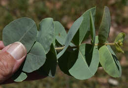 Image of Corymbia setosa (Schauer) K. D. Hill & L. A. S. Johnson