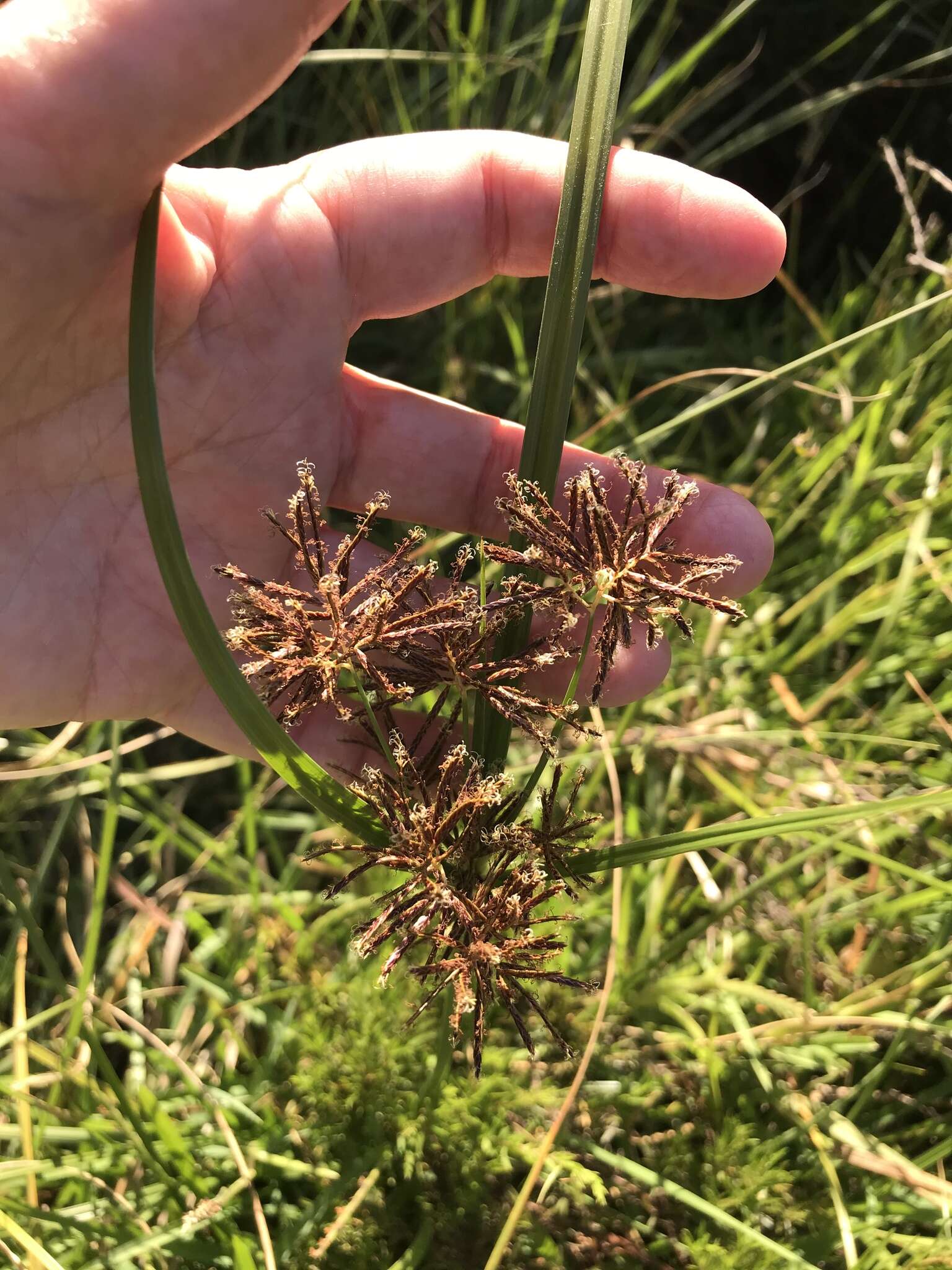 Imagem de Cyperus longus subsp. longus