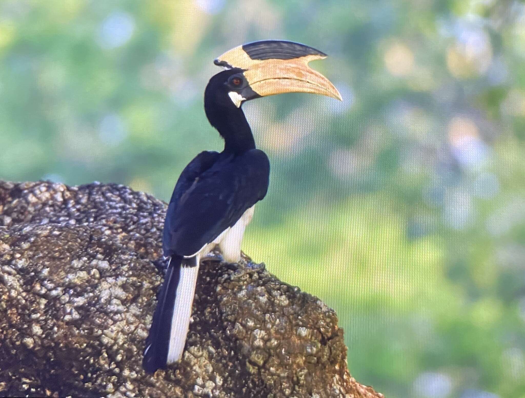 Image of Malabar Pied Hornbill