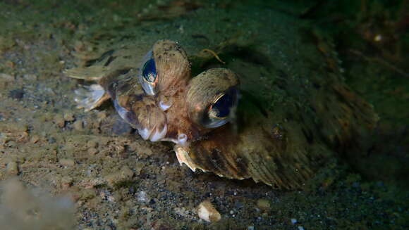 Imagem de Pleuronichthys coenosus Girard 1854