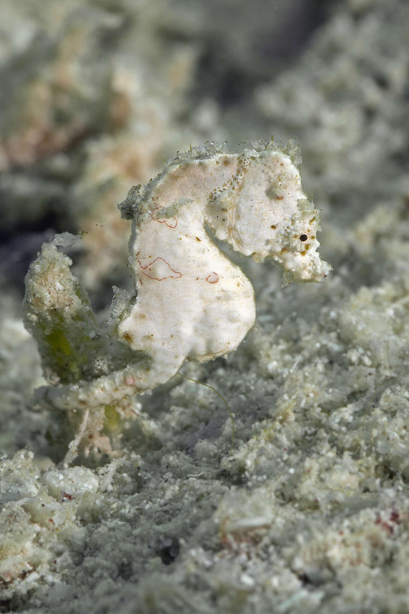 Image of Coleman's Pygmy Seahorse