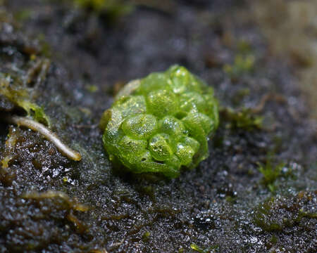 Image of Sphaerocarpos texanus Austin