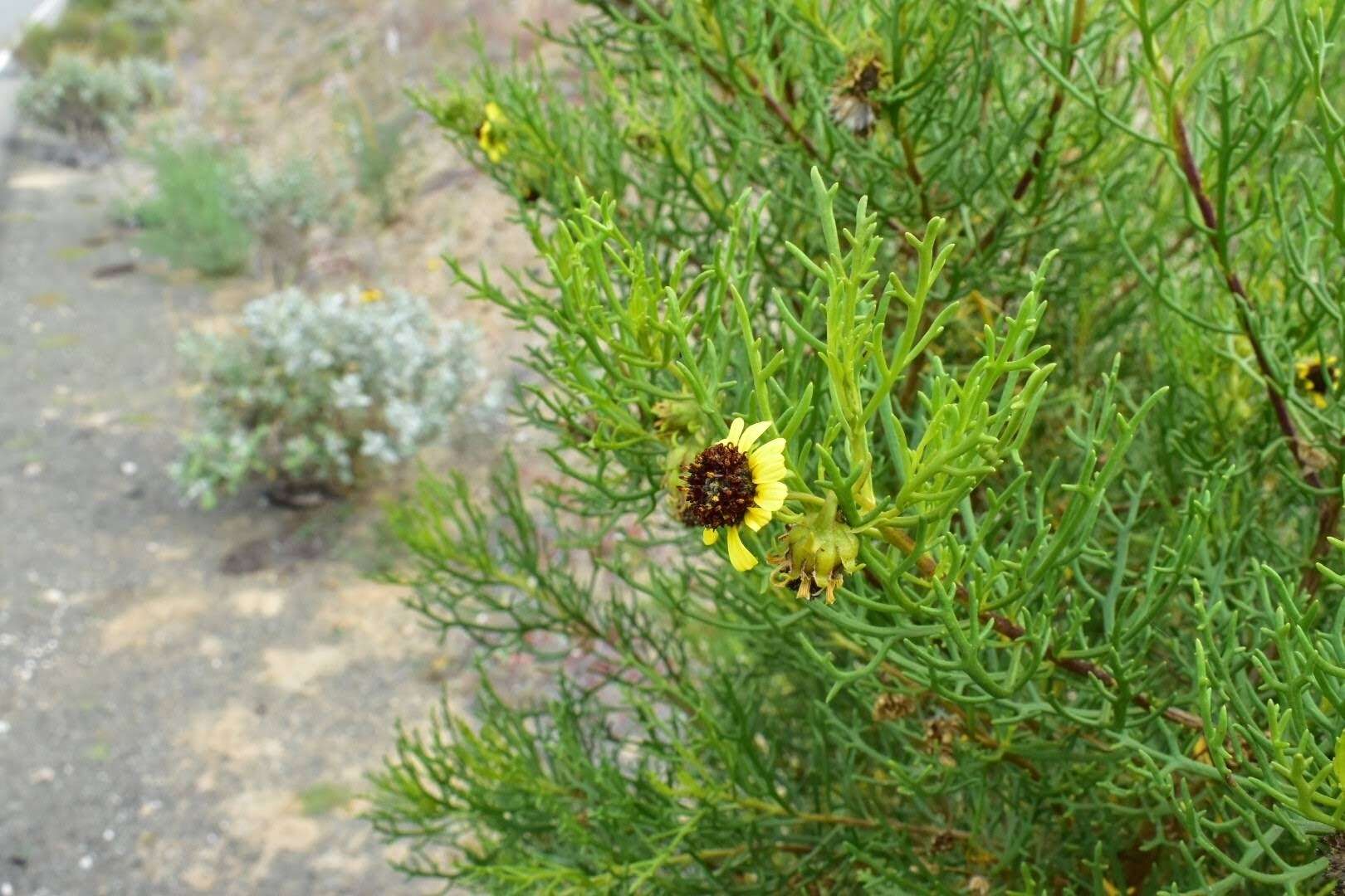 Sivun Encelia ventorum T. S. Brandeg. kuva