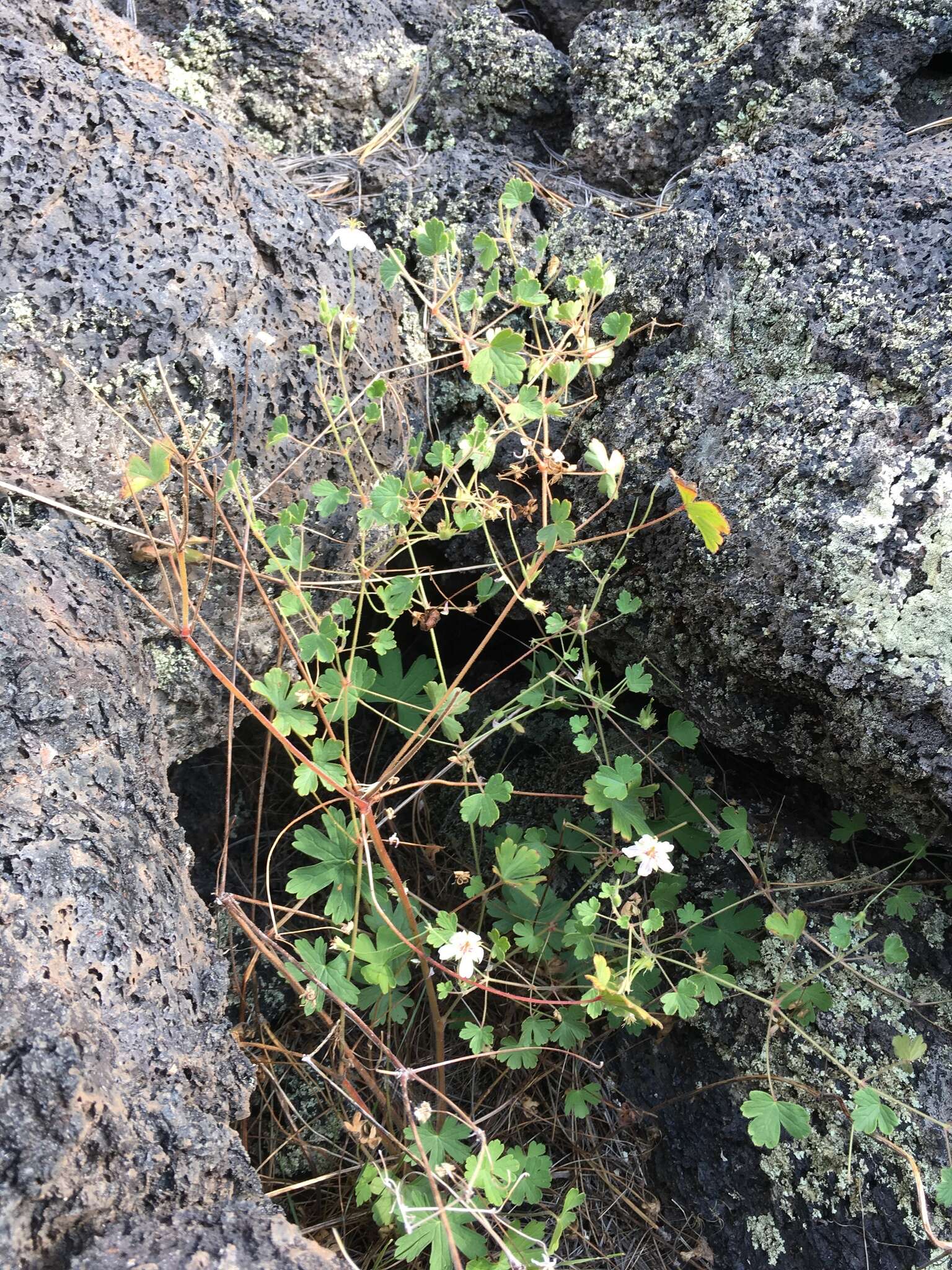 Image of Mogollon geranium