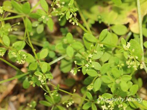 Plancia ëd Galium bungei var. trachyspermum (A. Gray) Cufod.