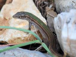 Image of Dalmatian Wall Lizard