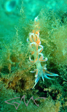 Image of Sea slug