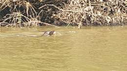 Image of giant otter