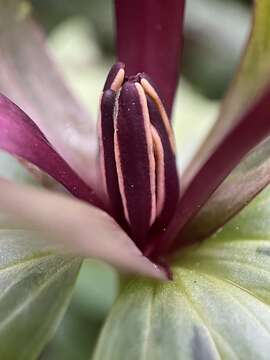 Слика од Trillium maculatum Raf.