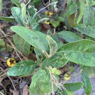 Image de Solanum campylacanthum Hochst. ex A. Rich.