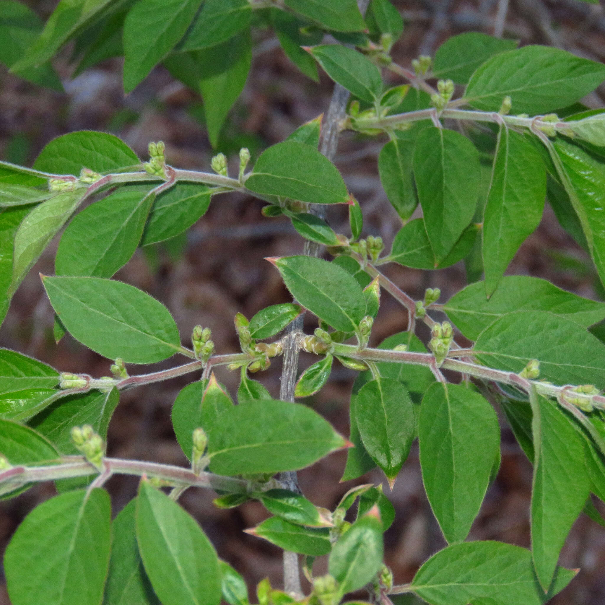 Image of Amur honeysuckle