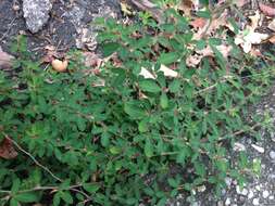 Image of Japanese bush clover