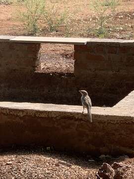 Image of Large Grey Babbler