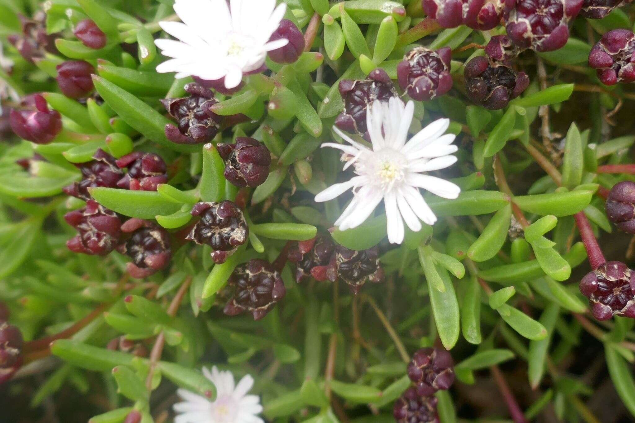 Image of Delosperma grantiae L. Bol.