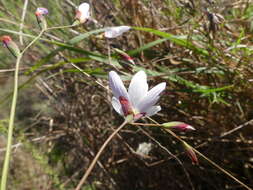 Image of Geissorhiza juncea (Link) A. Dietr.