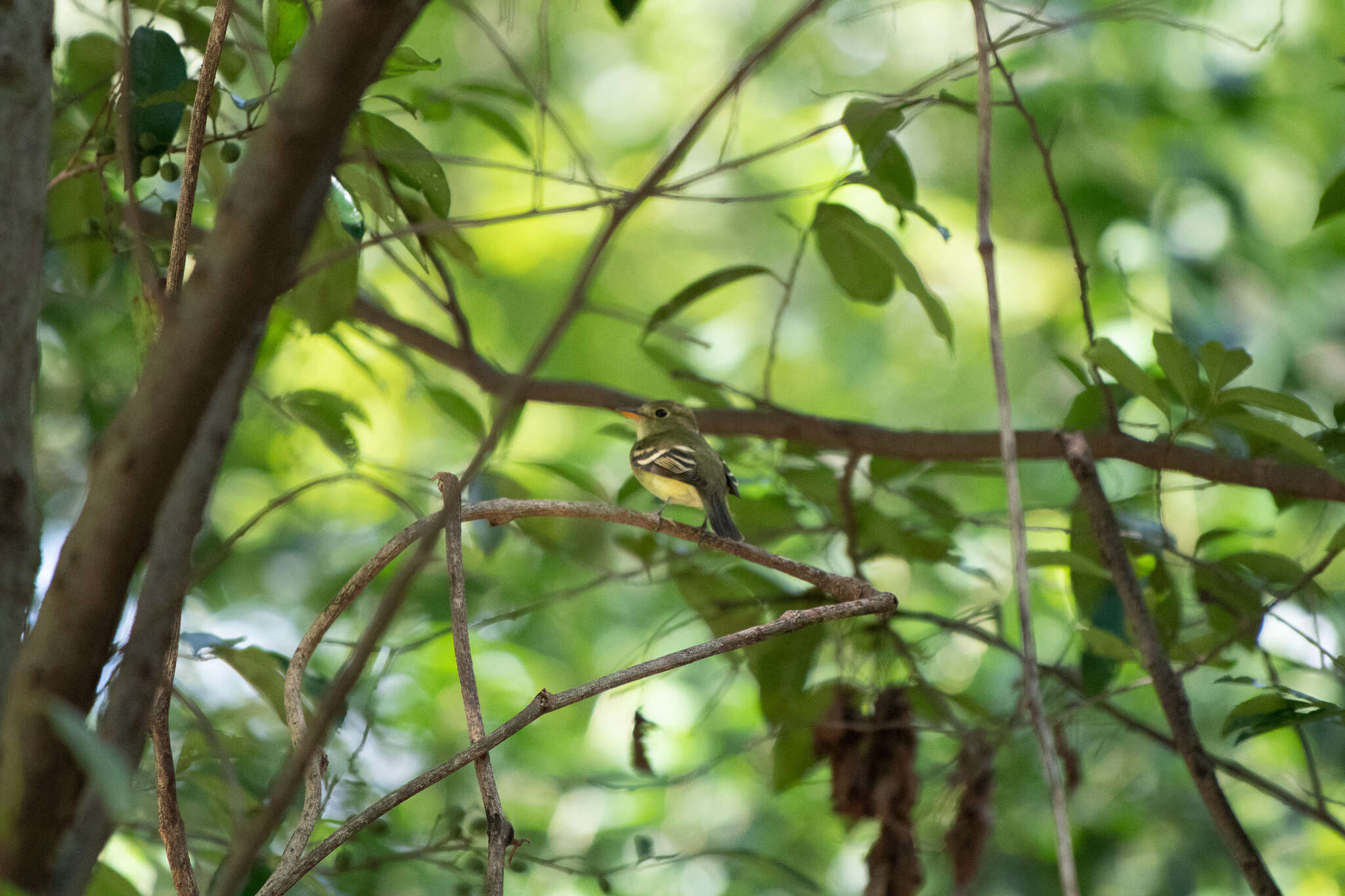 Imagem de Empidonax virescens (Vieillot 1818)