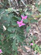 Image of Soft Boronia