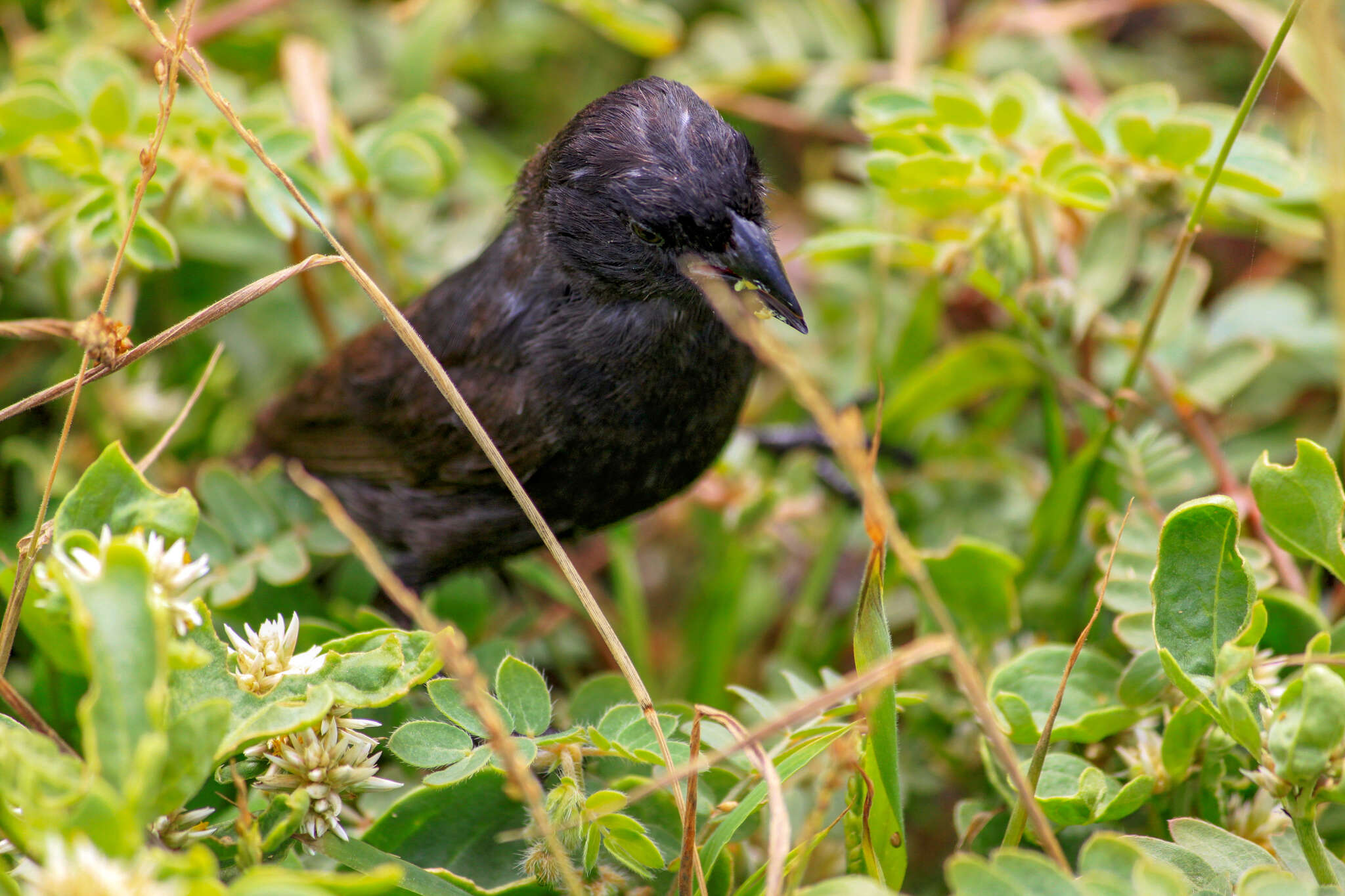 Image of Espanola Cactus Finch