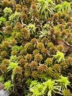 Image of slender cow-horn bog-moss