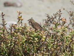 Passerculus sandwichensis rostratus (Cassin 1852) resmi