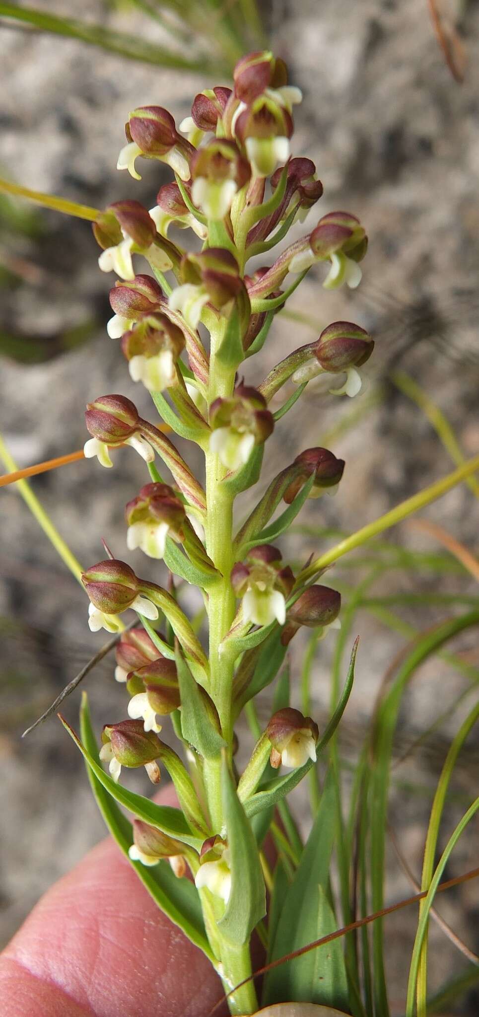 Image of Brachycorythis mac-owaniana Rchb. fil.