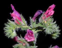 Image of Cretan viper's bugloss