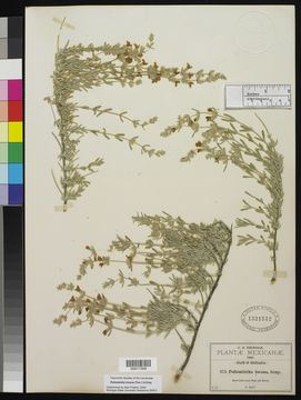 Image of frosted mint