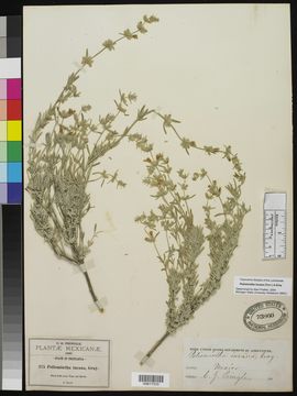 Image of frosted mint
