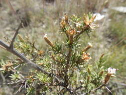 Image of Lophopappus foliosus Rusby