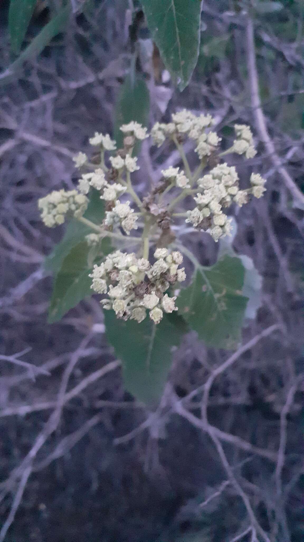 Parthenium tomentosum DC.的圖片