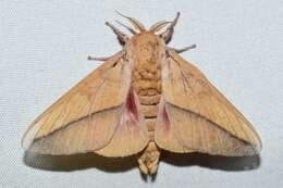 Image of Syssphinx bisecta (Lintner 1879)