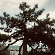 Imagem de Pinus sylvestris var. sylvestris