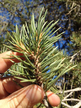 Image of singleleaf pinyon