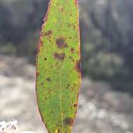 Image of Eucalyptus ligustrina A. Cunn. ex DC.