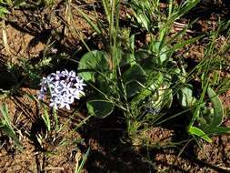 Image of Pentanisia prunelloides subsp. latifolia (Hochst.) Verdc.