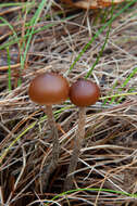 Imagem de Psilocybe fuscofulva Peck 1887