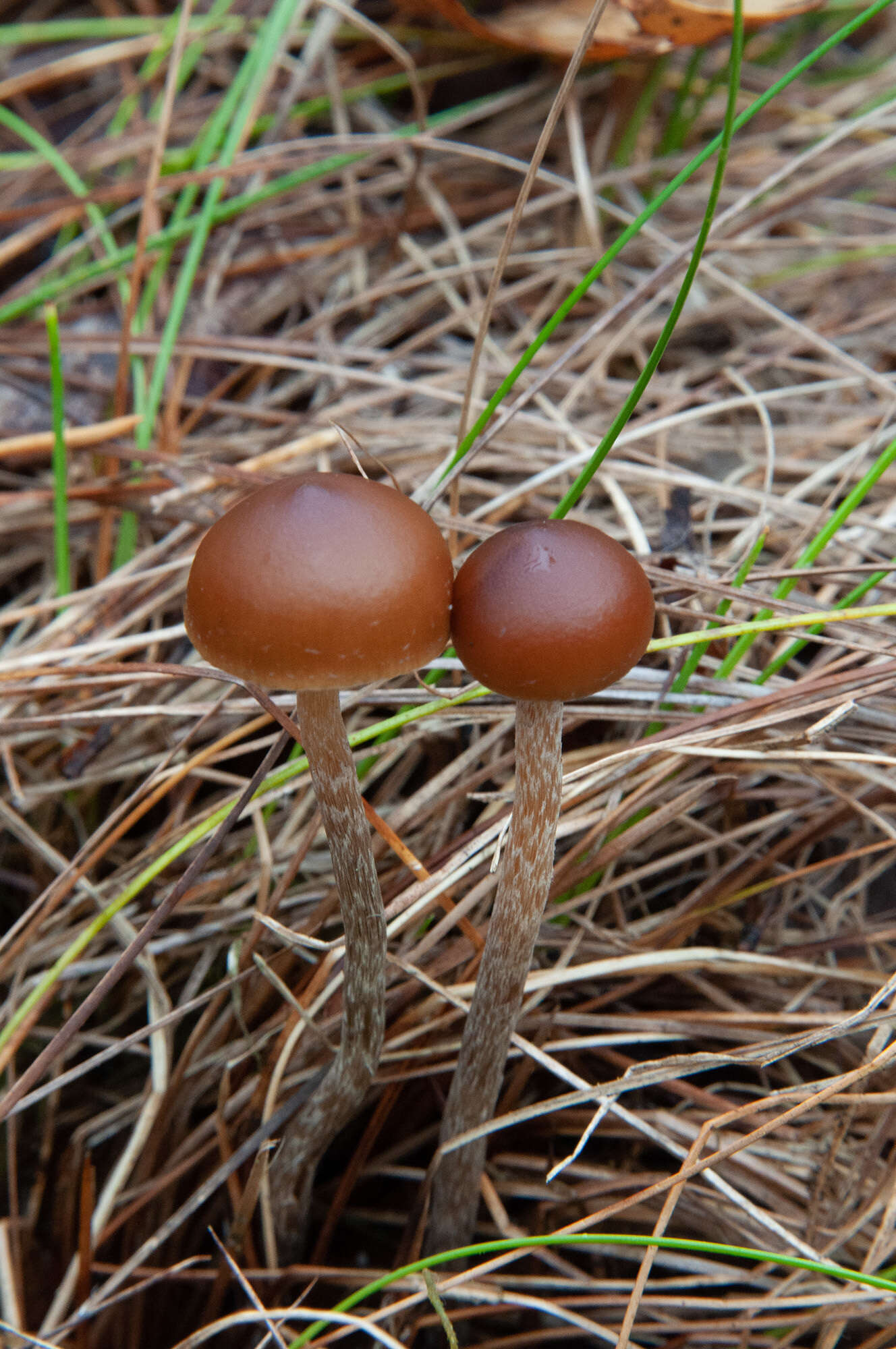 Image of Psilocybe fuscofulva Peck 1887