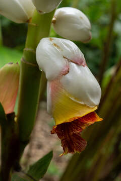 Image of Alpinia platychilus K. Schum.