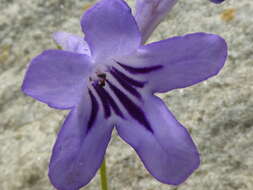 Streptocarpus floribundus Weigend & T. J. Edwards resmi