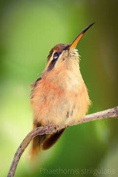 Image of Long-billed Hermit