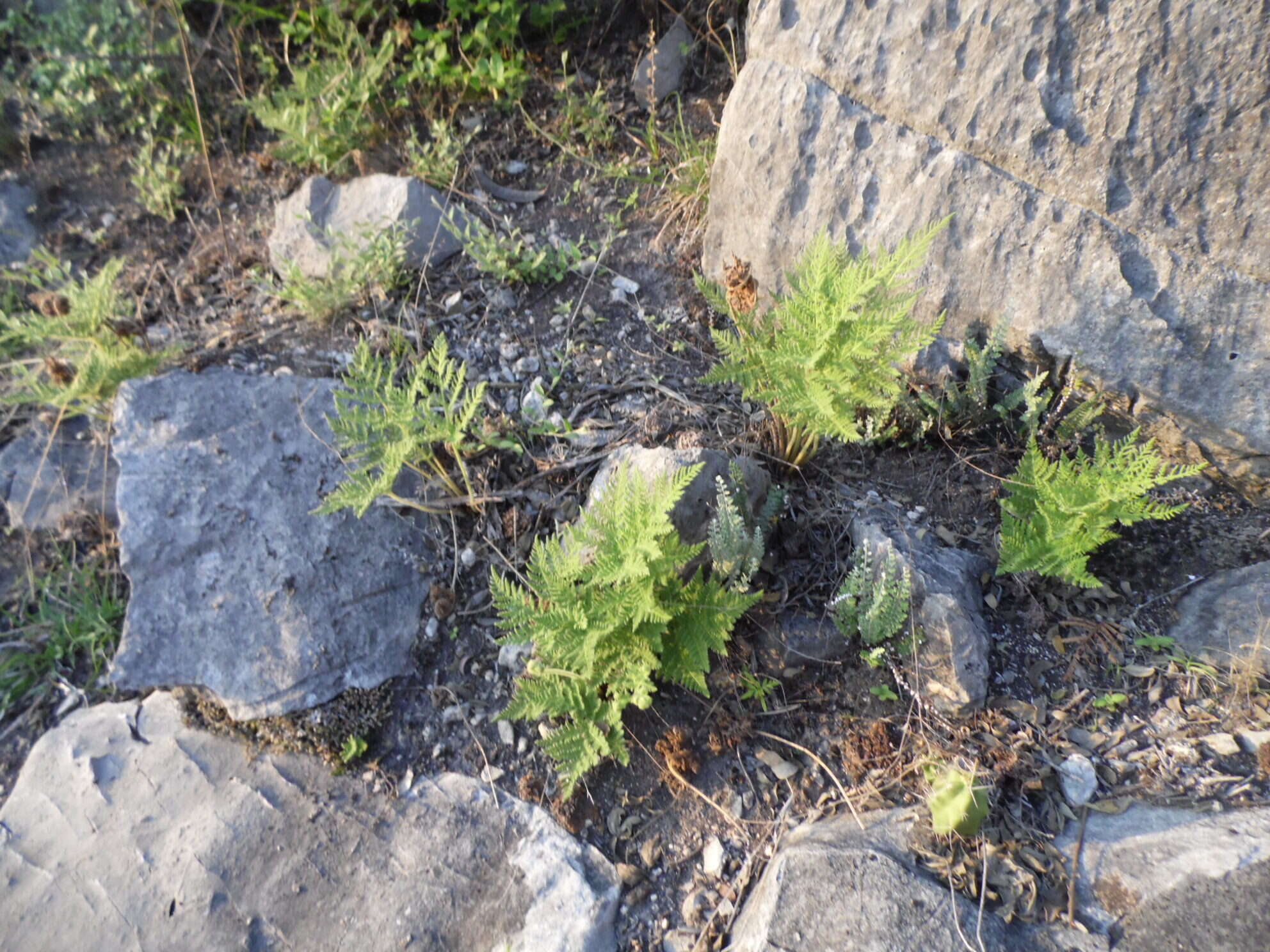 Imagem de Cheilanthes leucopoda Link