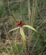 Image of Red-lipped spider orchid