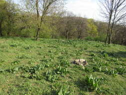 Image of Rumex tianschanicus Los.-Losinsk.