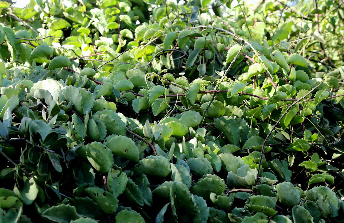 Image of Cissus rotundifolia var. rotundifolia