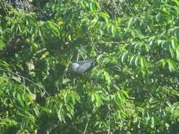 Image of Pinon Imperial-pigeon