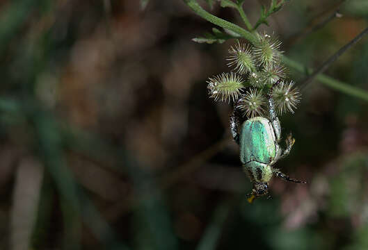 Image de Hoplia bilineata (Fabricius 1801)