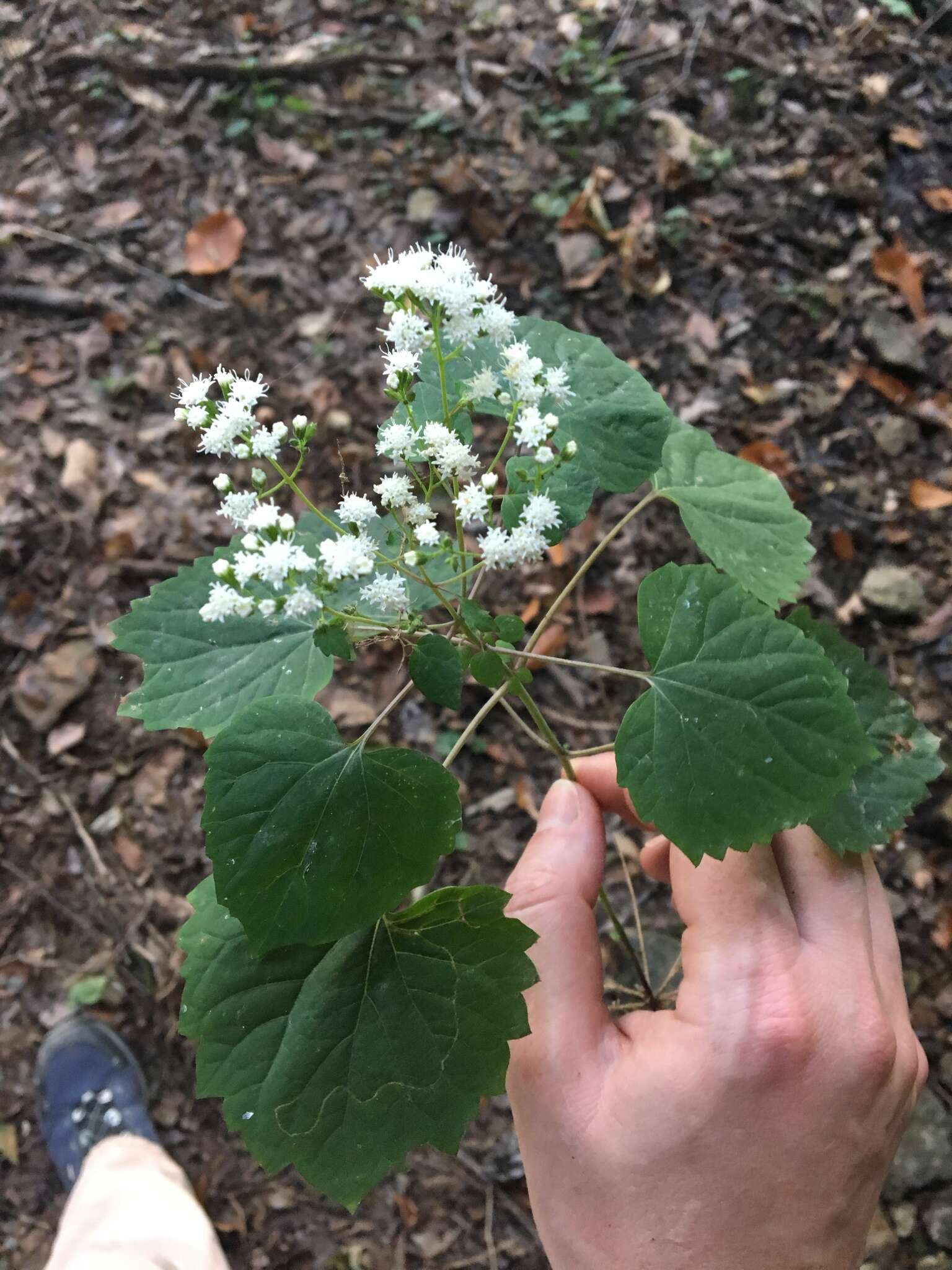 Image of Lucy Braun's snakeroot